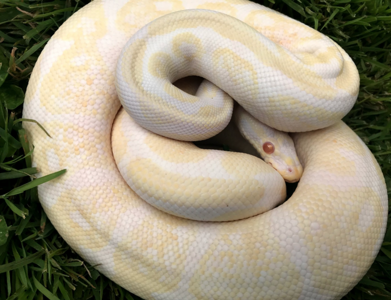 Тигровый питон альбинос