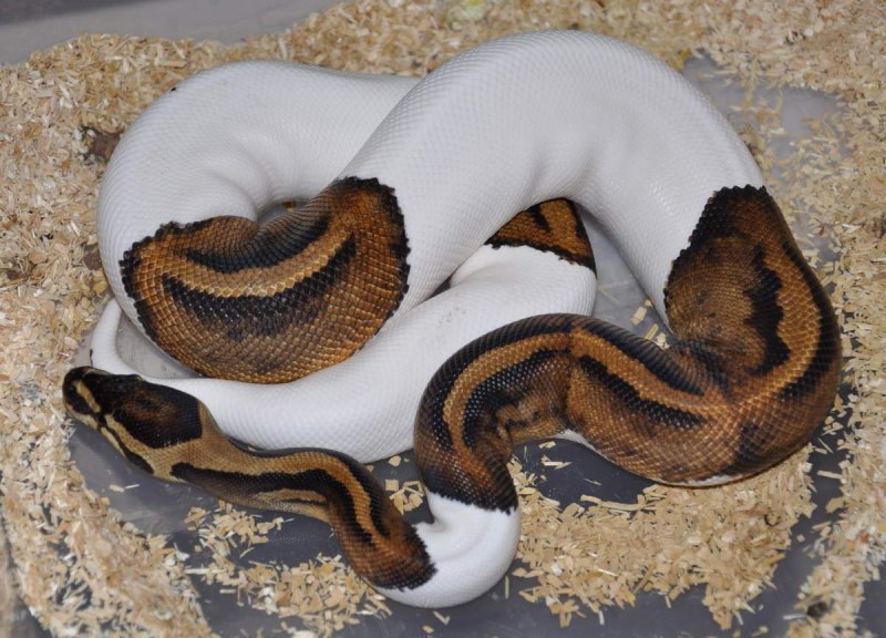 Питон Королевский Региус белые