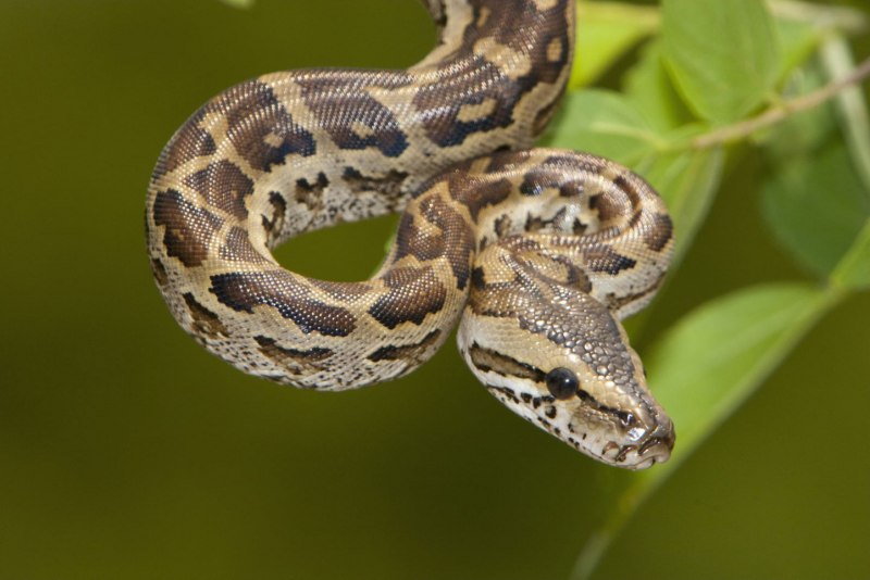 Пятнистый кольчатый питон