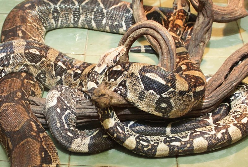 Питон тигровый Королевский