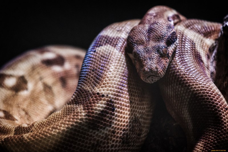 Питон дракон