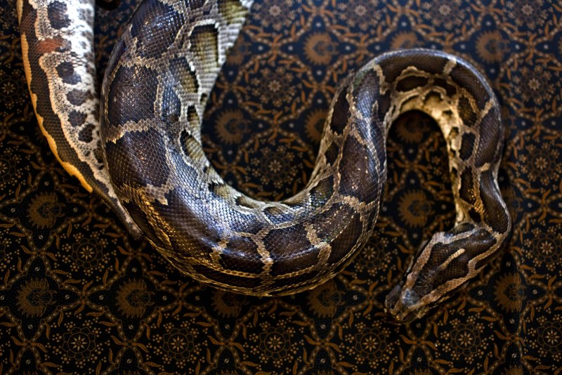 Уссурийский питон