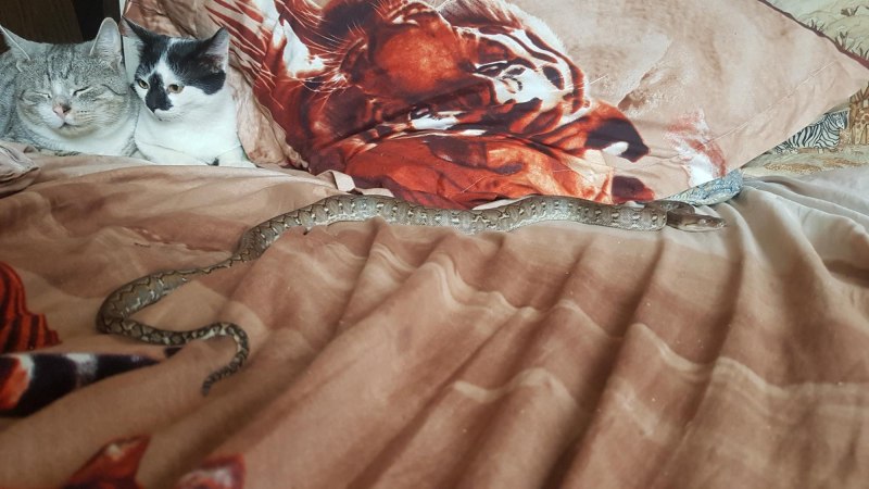 Сетчатый питон Dwarf