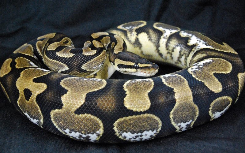 Белый пятнистый питон