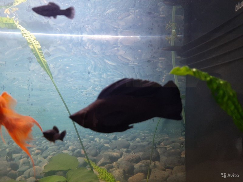 Велифера Нигра парусная