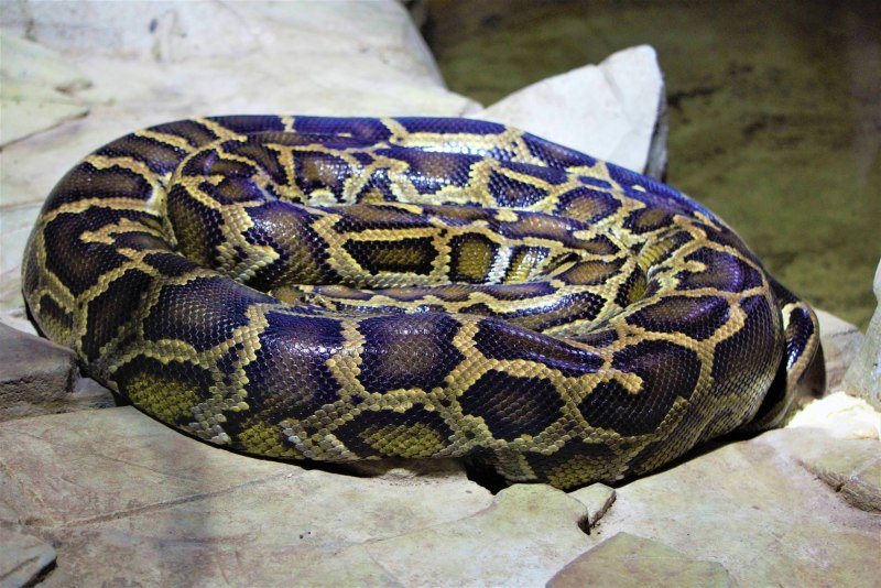 Патагонский фиолетовый питон