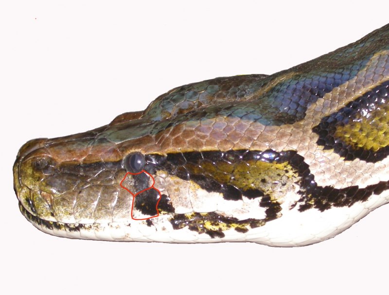 Питон Python molurus