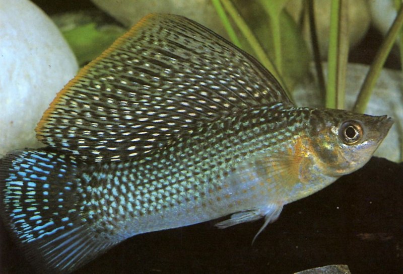 Велифера рыбка аквариумная