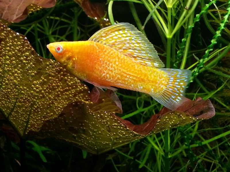 Моллинезия парусная Велифера