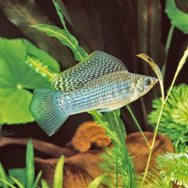 Велифера рыбка