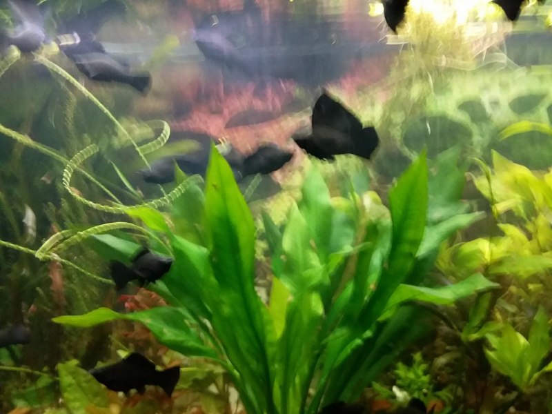 Моллинезия мраморная оранжевохвостая