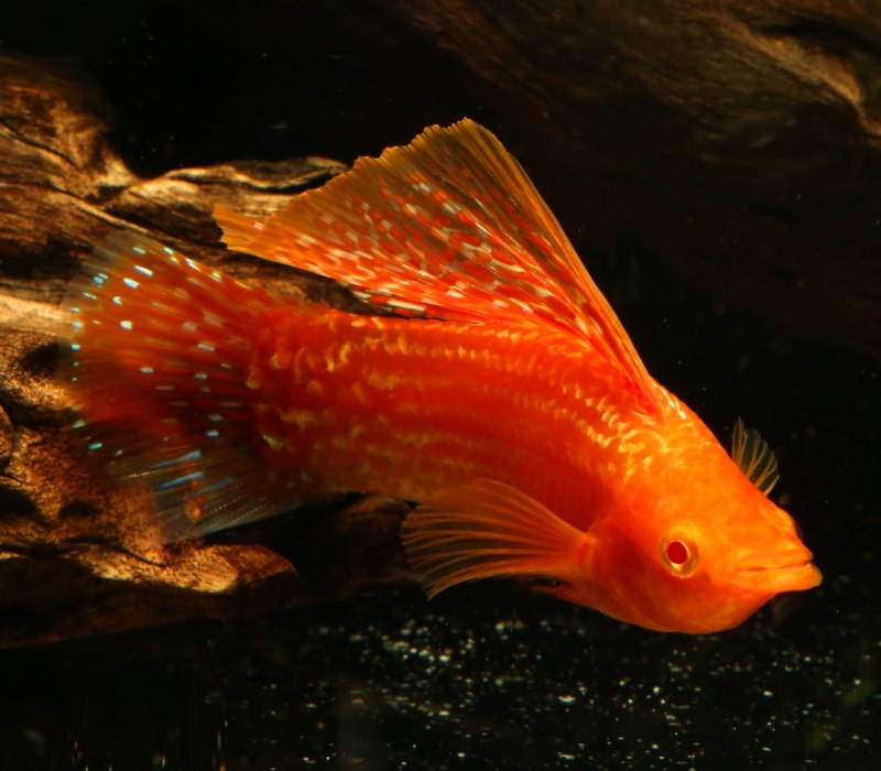 Велифера рыбка аквариумная