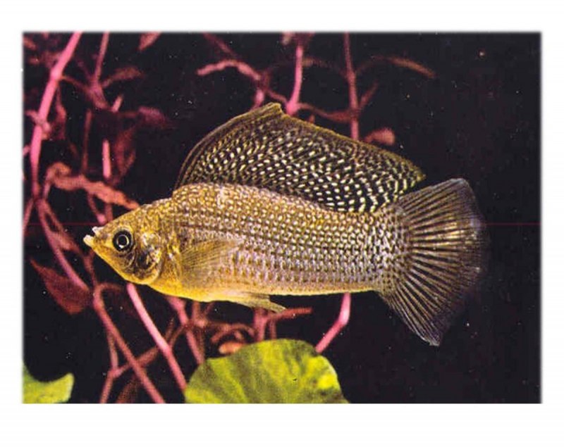 Велифера Снежинка рыбка аквариумная