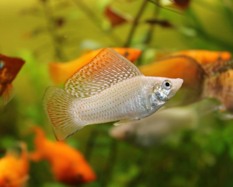 Моллинезия рыбка Велифера