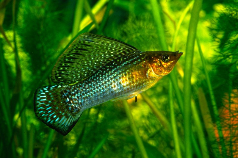 Моллинезия Велифера