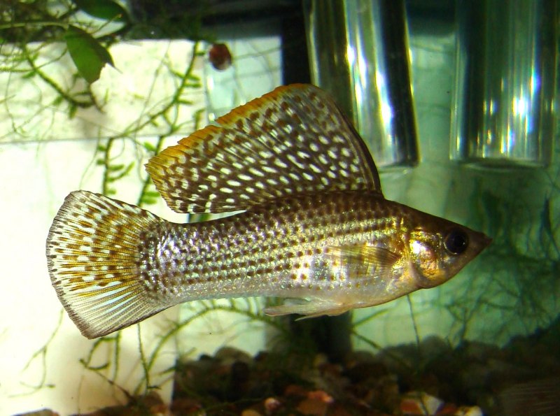 Велифера рыбка