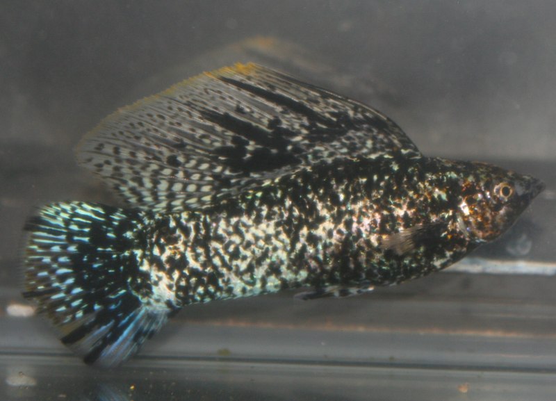 Велифера Нигра парусная