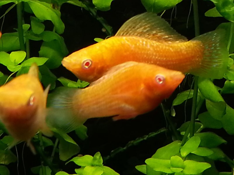 Чёрная Молли (Моллинезия)