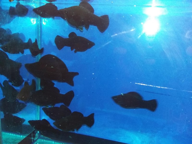 Моллинезия Вольная