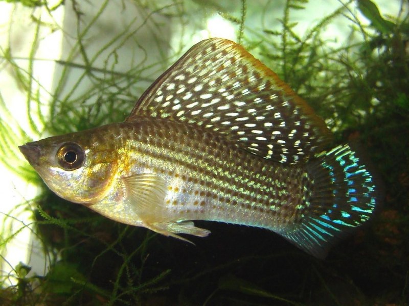 Моллинезия парусная Велифера