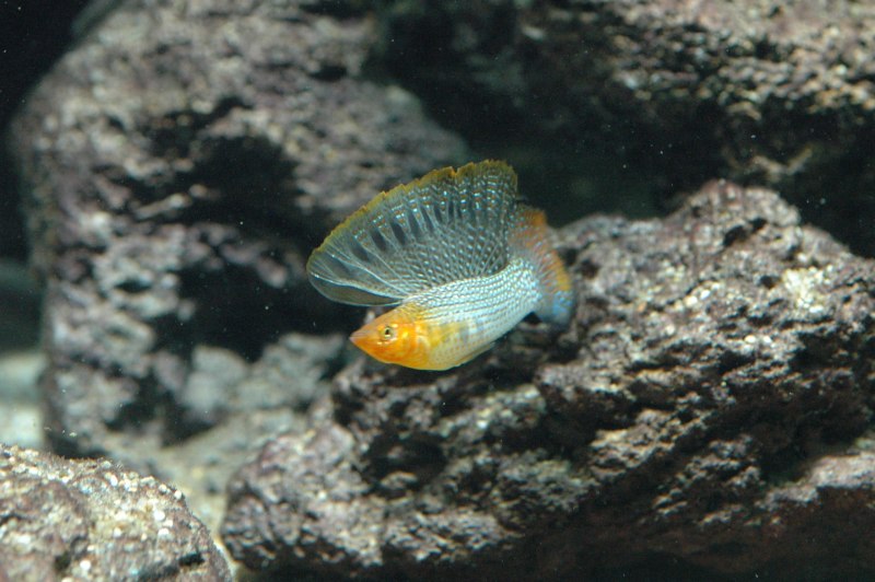 Велифера рыбка аквариумная