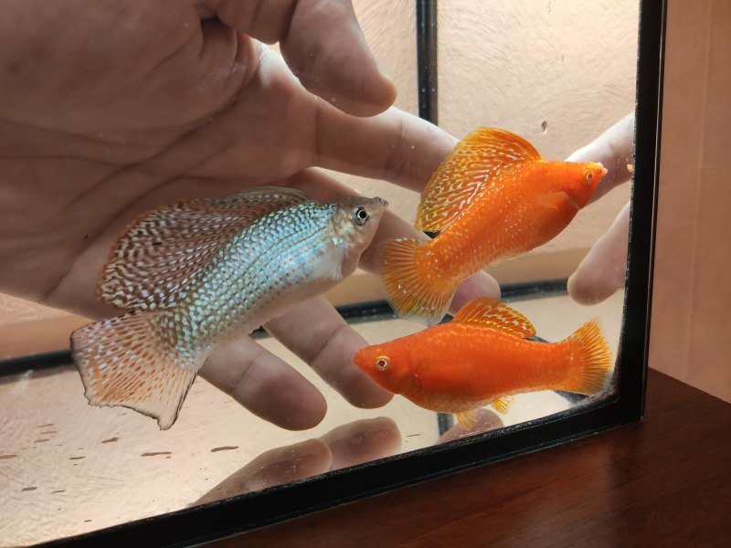 Рыбка Моллинезия белая