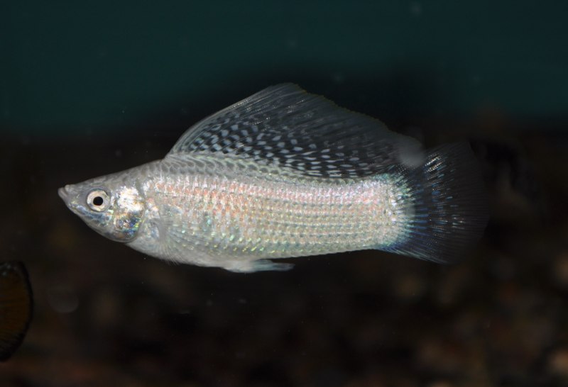 Моллинезия Велифера Нигра