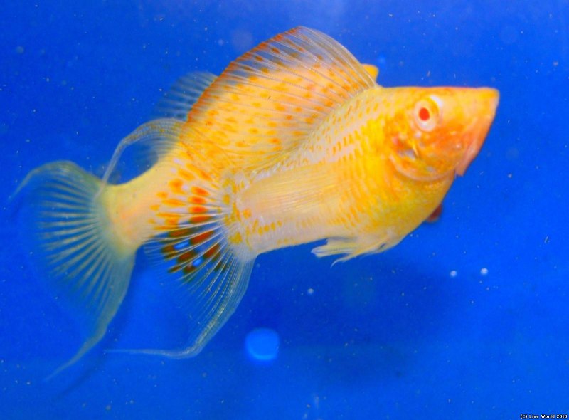 Меченосец Велифера