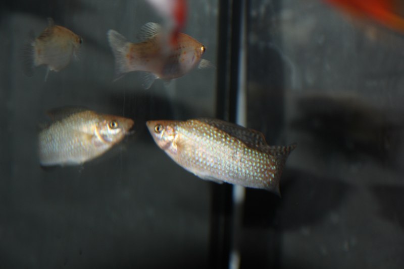 Моллинезия мраморная оранжевохвостая