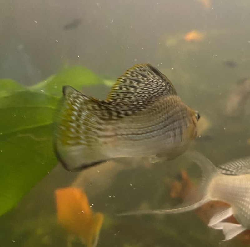 Моллинезия Велифера