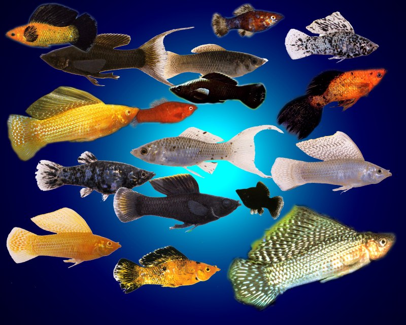 Моллинезия сфенопс черно-Золотая