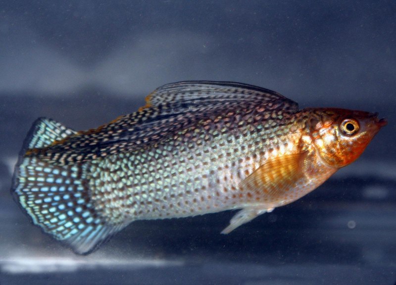 Велифера рыбка