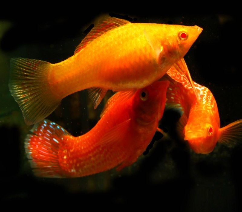 Моллинезия Велифера Золотая