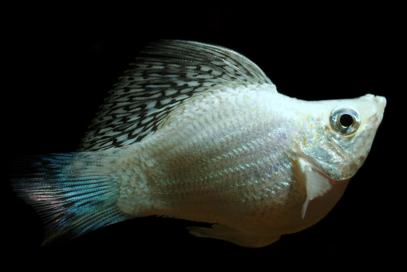 Моллинезии черные велиферы