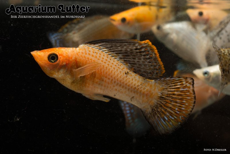 Альбино оранж Велифера