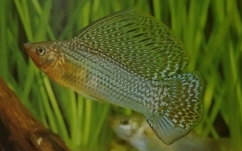 Велифера Карена