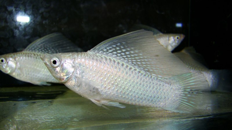 Моллинезия Велифера Снежинка