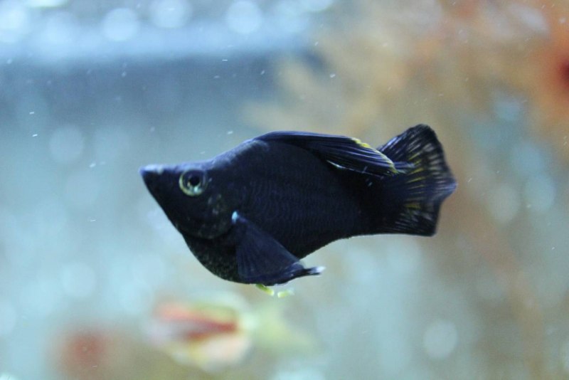 Рыбка Моллинезия белая