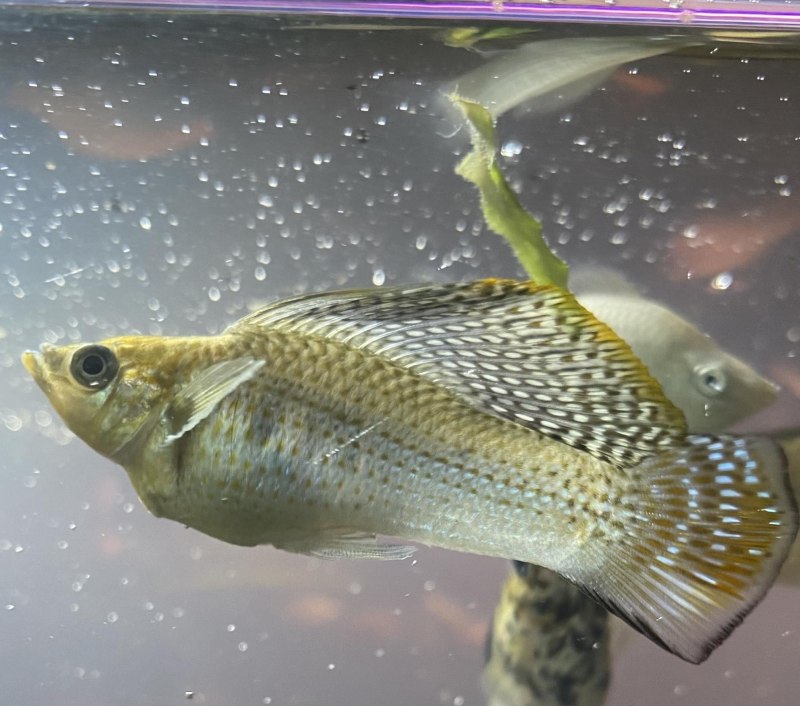 Велифера парусная чёрная