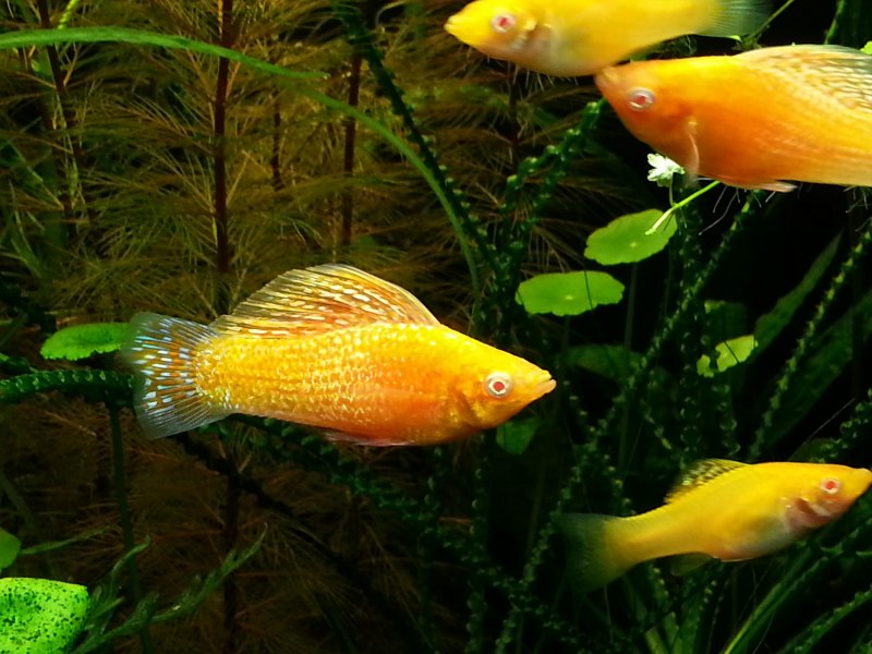 Моллинезия Велифера Золотая