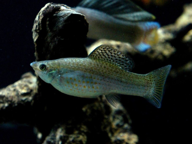 Моллинезия оранжевая лирохвостая