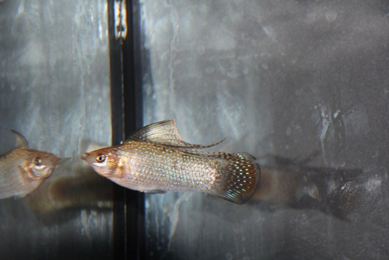 Мальки Велифера