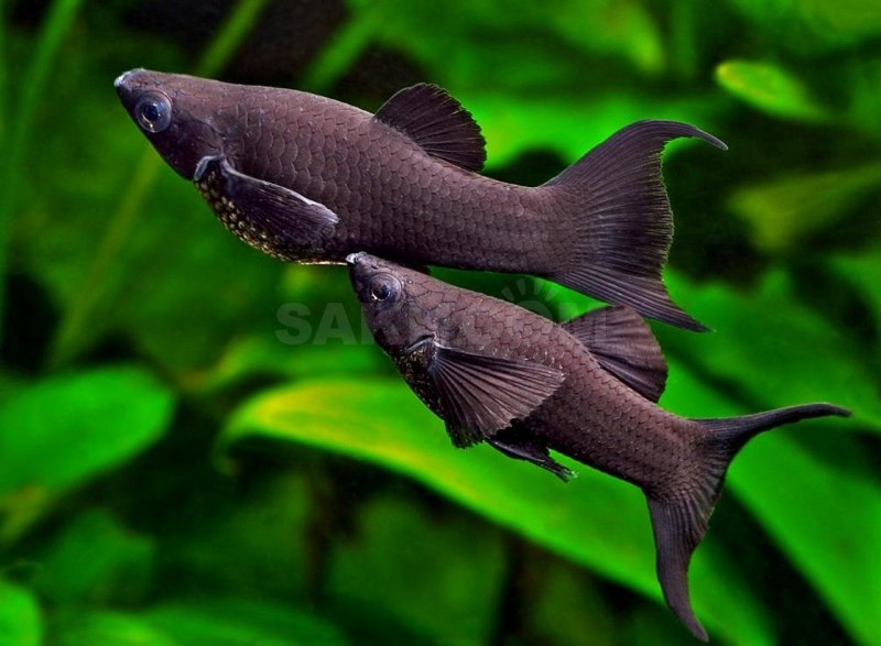 Моллинезия шоколадная парусная