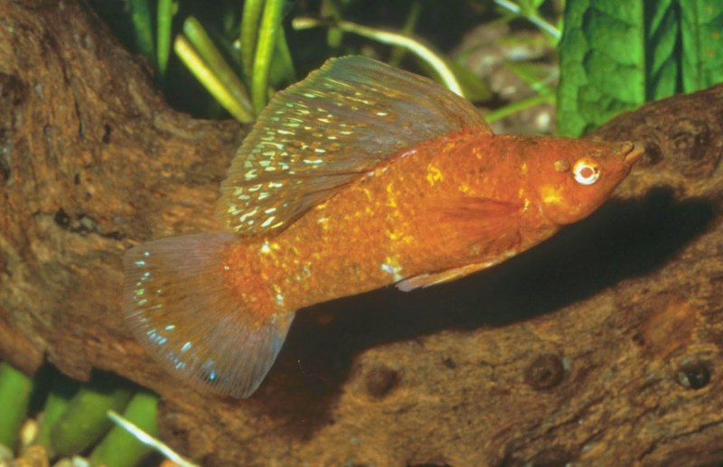 Моллинезия мраморная оранжевохвостая