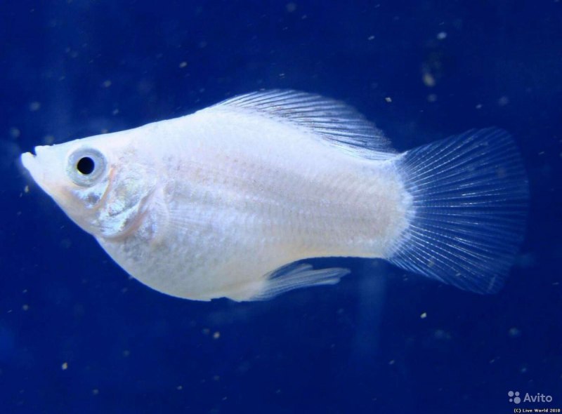 Моллинезия лирохвостая вуалевая