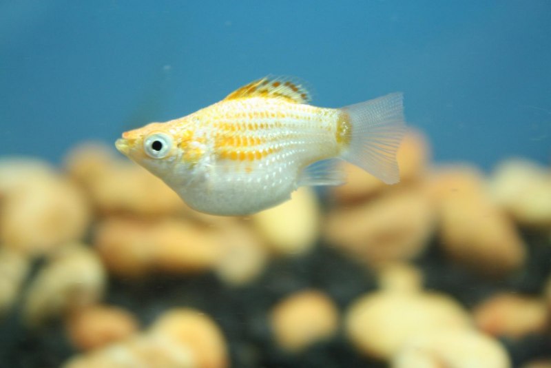 Моллинезия Далматин рыбка