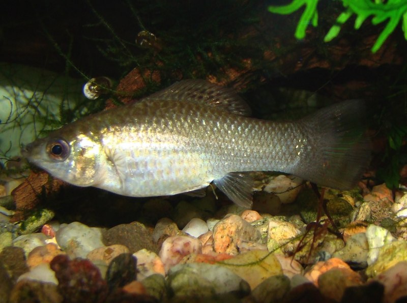 Poecilia latipinna