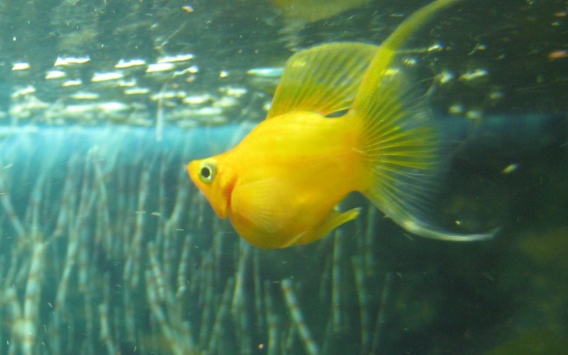 Моллинезия сфенопс черная Лира