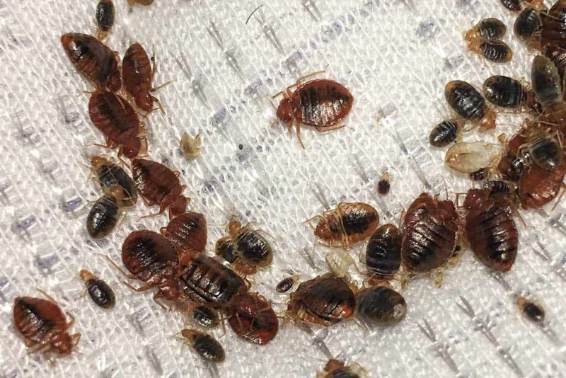 Тропические постельные клопы