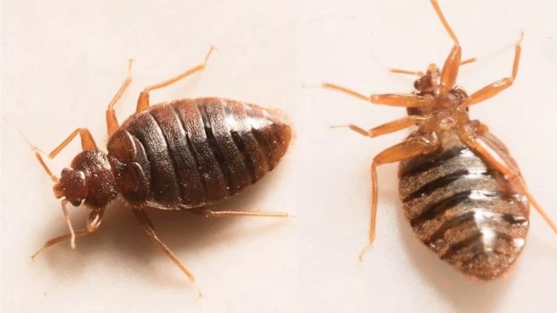 Постельные клопы